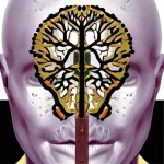 Влияние осознанности на генные экспрессии и регуляцию стресса через нейровингетические механизмы